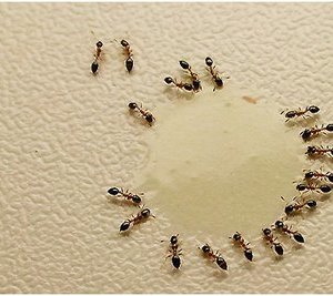 Como acabar com as Formigas em casa
