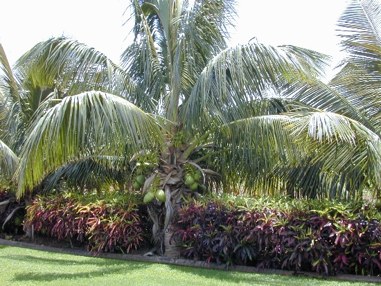 ideias jardins grandes:Fotos de Coqueiros para jardins grandes e pequenos ideias jardins grandes:Fotos de Coqueiros para jardins grandes e pequenos